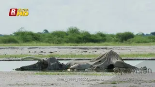 Black-winged Stilt walking,flying on top and feeding on the Elephant carcass.