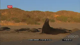 Colony on Elephant Seals sleeping on a beach and one moving WS