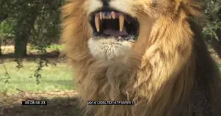 Male African Lion snarl aggressively CU