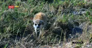 Baby meerkat searching for food