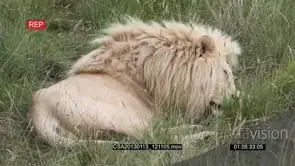 White lion male sleeping GOOD LIGHT