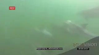 School of Common Dolphins swimming underwater in ocean passing camera TRAVELING SHOT HAND.