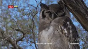 Veraux's eagle owl perched on thorn tree