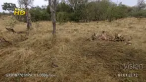 Adult female African Lioness pride laying down.
