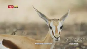 Close up shot of springbok standing looking into camera