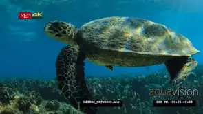 A pair of loggerhead swimming over a Dani Keli reef UW