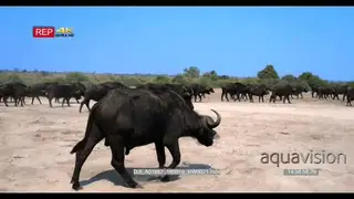 A reveal shot of large buffalo herd walking away from camera