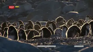 Adult and young African Penguin colony standing and moving on beach with rocks during.
