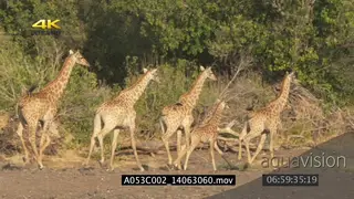 Giraffes standing looking around then runs off LS PAN ZI MLS