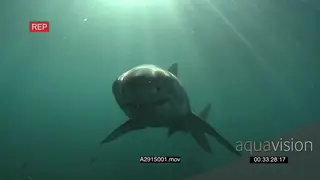 Great white shark followed by school of Strepies swimming underwater in ocean then.