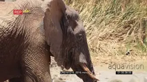 Old African Elephant Bull drinking from the Waterhole and Scratches the Ears GOOD LIGHT