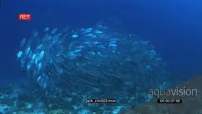 School of Giant Kingfishes with Black Triggerfishes swimming on coral reef in a circle.