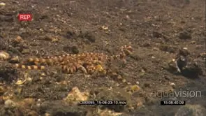 mimic octopus searching for food moving underwater