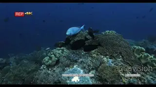 A wide shot of Elongate Surgeonfish at a cleaning station being cleaned by Bluestreak.