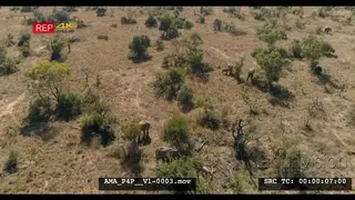 Aerial Drone over bushveld African elephant herd with calves feeding off bushes