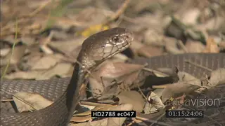 Mozambique Spitting Cobra laying on bushveld being aggressive MS