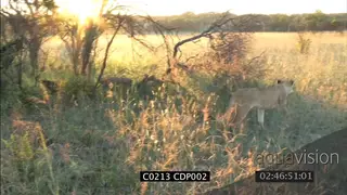 Lioness stalking prey past camera CU in GOLDEN LIGHT