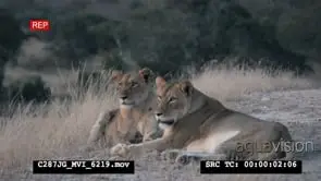 Two African Lionesses laying and looking around MS