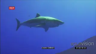 Great White Shark approaching, swimming in Deep blue ocean AmCam UW