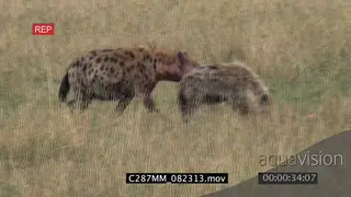 Black-backed Jackal jogging around scavenging chased away by Spotted Hyenas