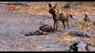 African Wild Dog walking to fresh Impala Kill, feeding WS