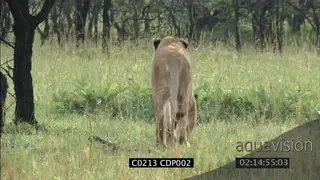 Sub adult male Lion stalking in woodland MS
