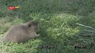 Beaver walking towards a small branch with leaves, sniffs on the leaves on the ground…