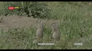 A pair of baby Unita ground squirrel standing and looking around GOOD LIGHT