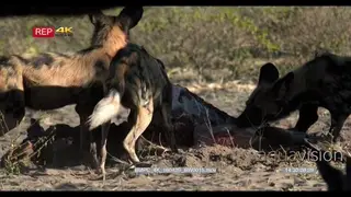 A Pack of Wild Dogs feeding on a kudu kill and pulling MWS