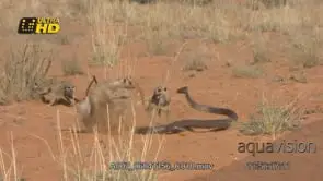 Cape Cobra defensive display, raising the upper portion of their bodies to stand erect.