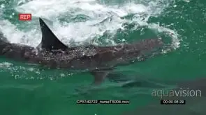 Nurse Sharks swimming in ocean out of the blue fighting for a fish and one eating it HA.