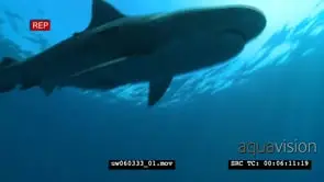 Diver filming Tiger Shark swimming underwater in ocean LA MS PAN HAND