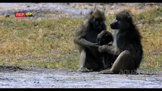 Baboons grooming while baboon mother carrying twin infants