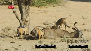 Black-backed jackals pack on wildebeest kill