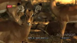 FOCUS PULL ON Herd of Impala CU Shot of Impalas face looking into the camera