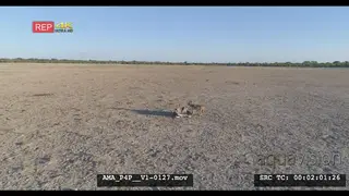 Aerial Drone shot Black-backed jackal scavenging off carcass in open veld running away.