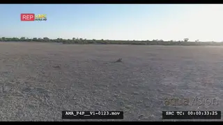 Aerial Drone shot Black-backed jackal scavenging off carcass in open veld