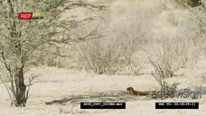 Wide shot of slender mongoose lying in shade