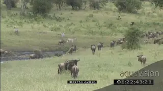 Blue Wildebeest herd migrating and Zebras walking around on bushveld WS PAN