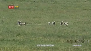 Pronghorn Antelope herd walking on prairie, grazing and looking around, WS.