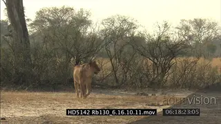 Male Cecil lion walks, stands, looks, limps. Lioness walks across calling