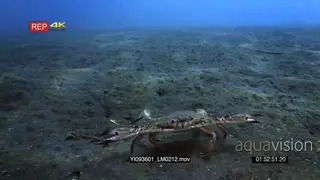 Close up tracking shot of a swimming crab, Portunidae sp running side ways on the sea bed.