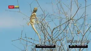 Ground agama in tree