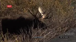 Male Moose standing and looking around GENERAL BEHAVIOUR