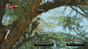 Pale chanting goshawk perched in tree