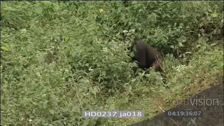 Mountain gorillas play fight through forest bushes