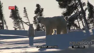Polar Bear female outside winter den with cub emerging cautiously scouting around.