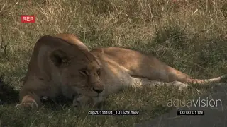 African Lioness resting on grass moving and tail-slapping MLS HAND