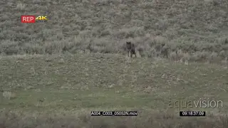 Gray wolf walking around WS PAN PROFILE