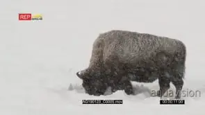 American bison bull scraping away snow grazing in snow covered field while snowing heavily